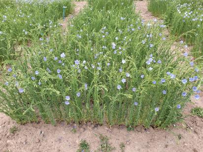 Click for 1 image(s) for this accession.